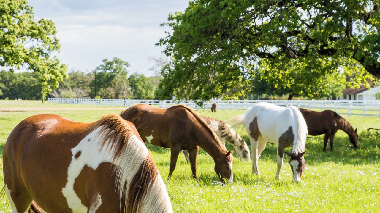 Photo of Others in Round Top