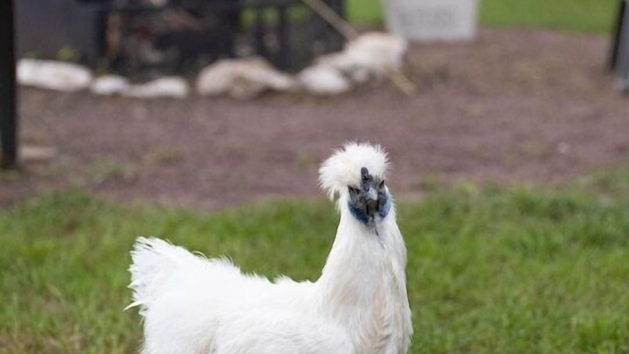 Photo of Others in Matamoras