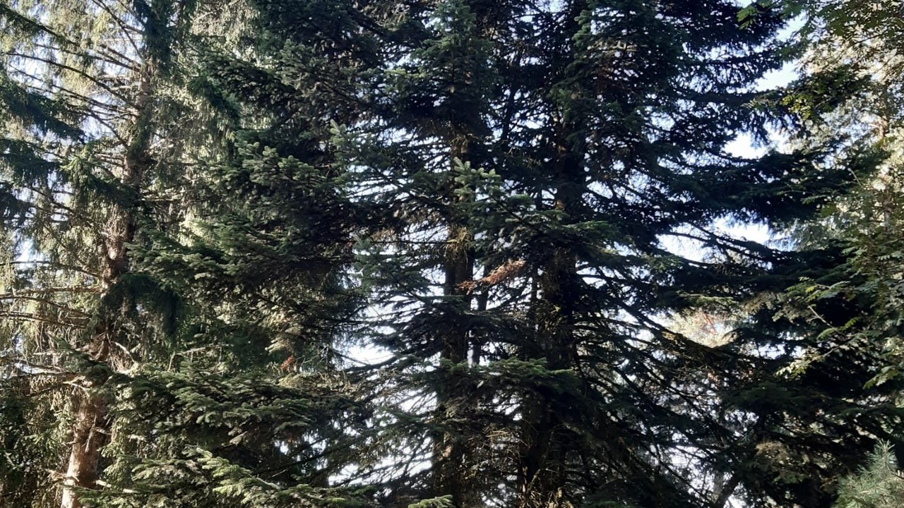 Photo of Others in Tortebesse