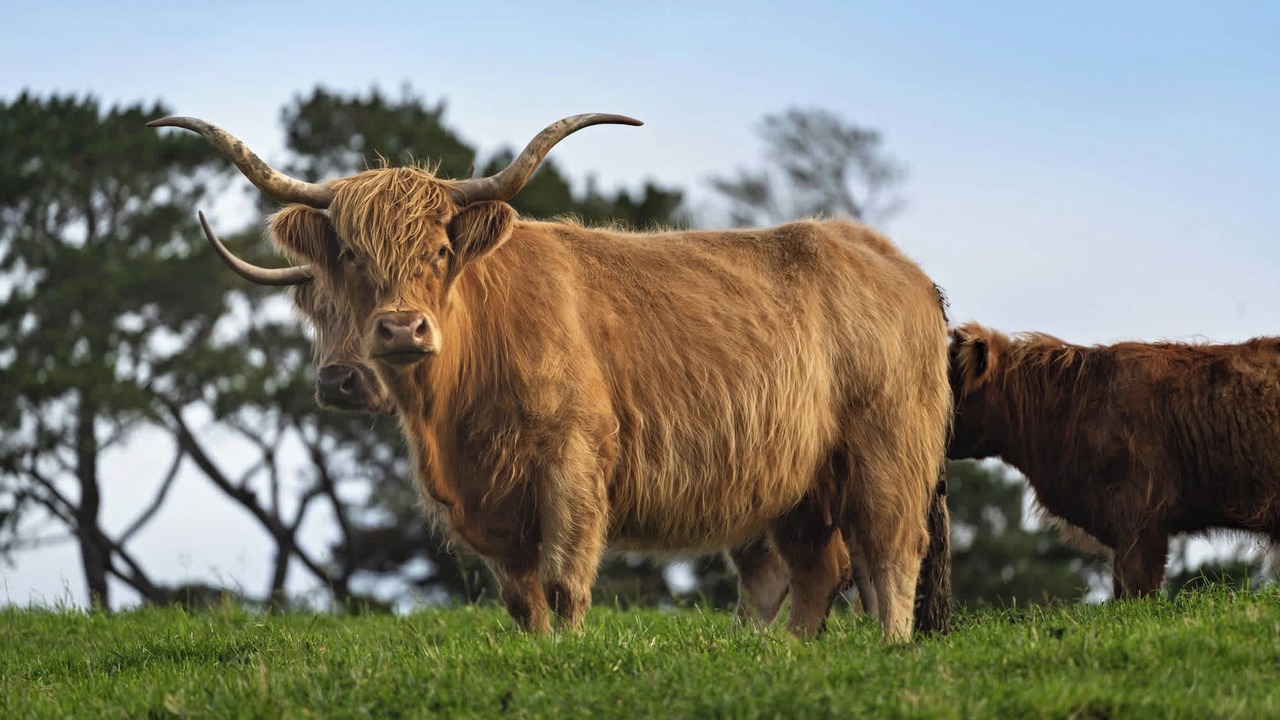 Photo of Others in Yarragon South