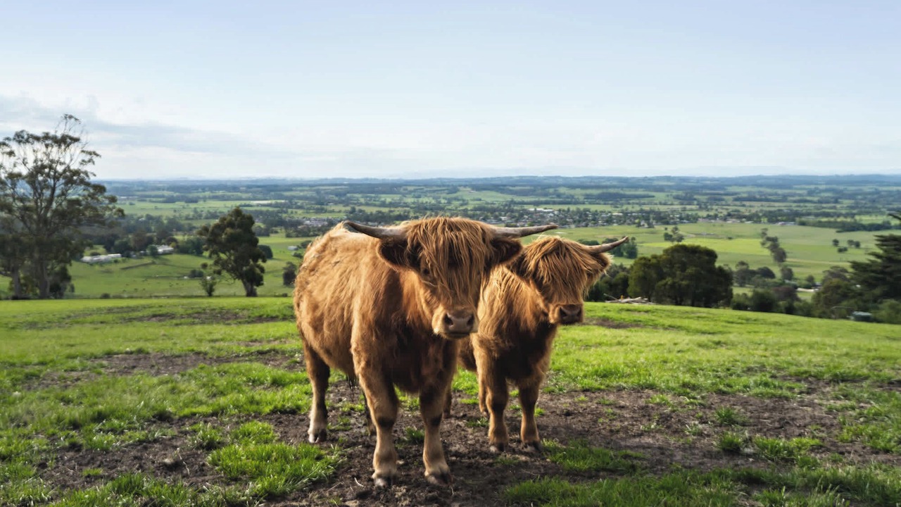 Photo of Others in Yarragon South