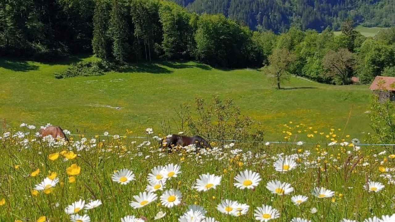 Photo of Others in Wiler