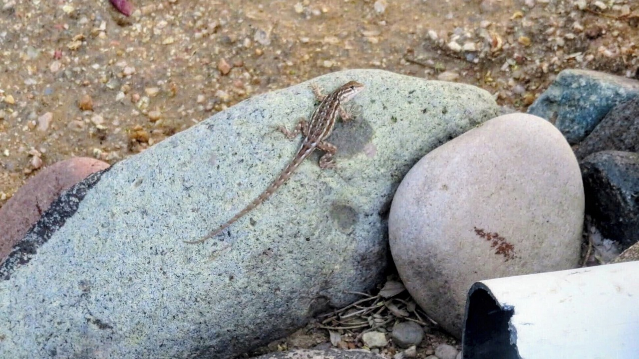 Photo of Others in Pinnacle Peak