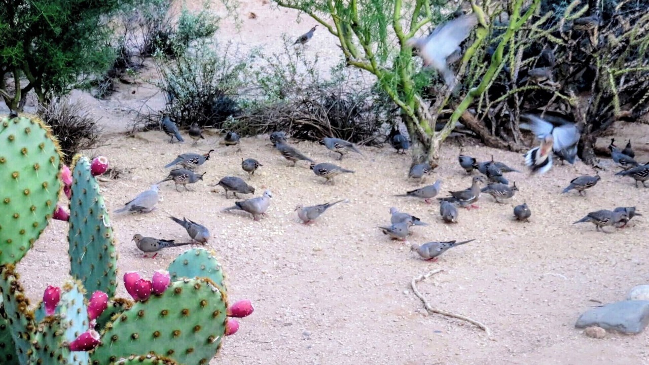 Photo of Others in Pinnacle Peak