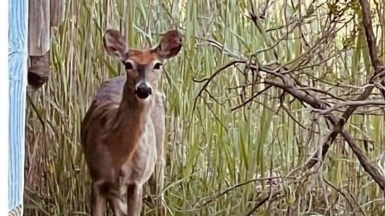 Photo of Others in West Hampton Dunes