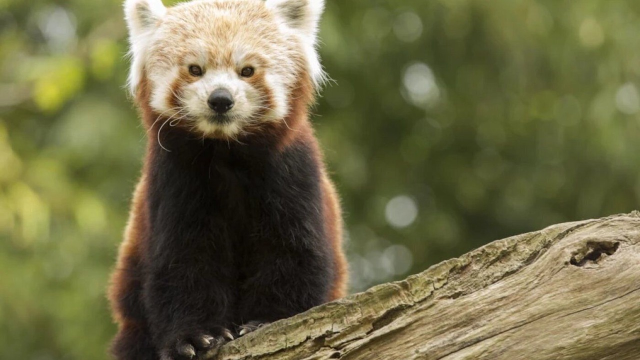 Photo of Others in Caro