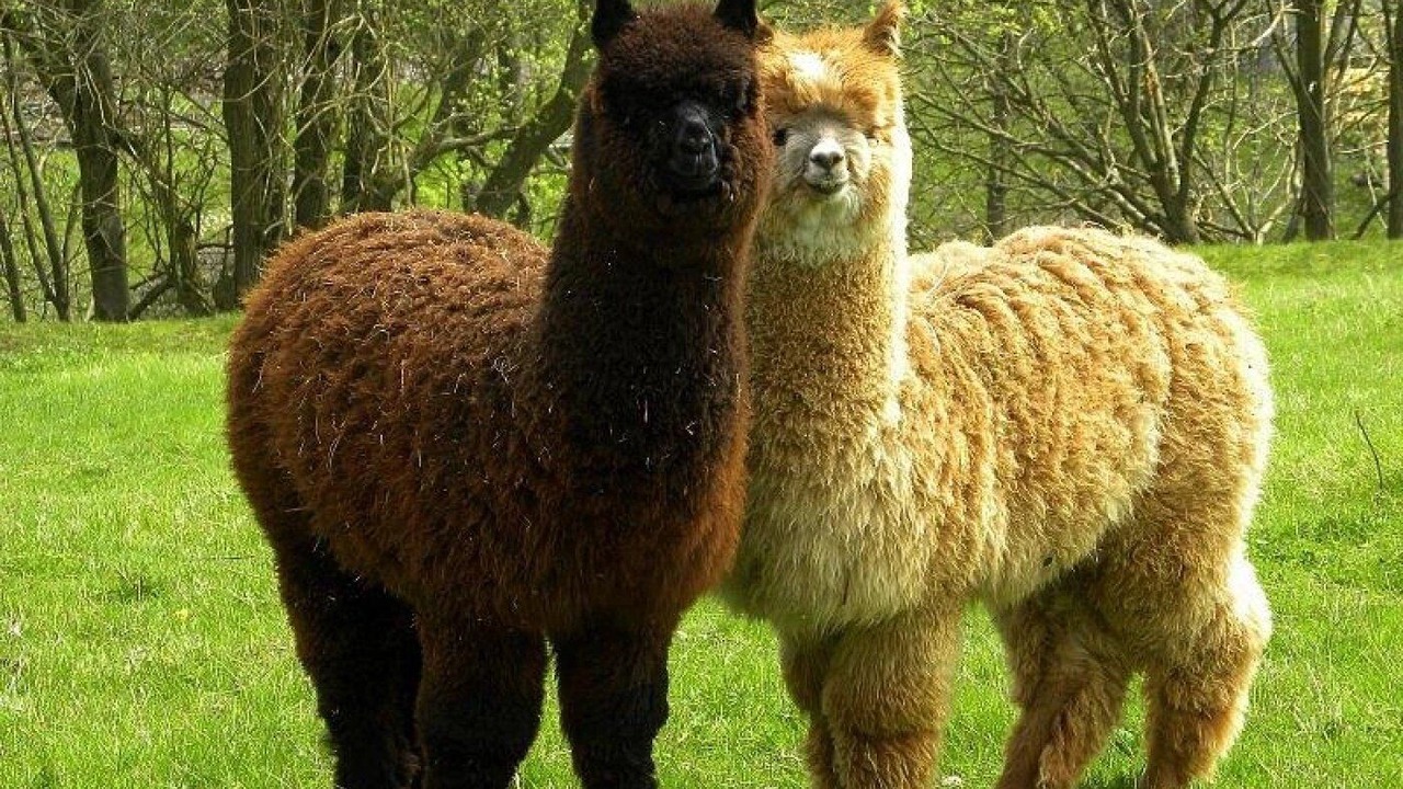 Photo of Others in Caro