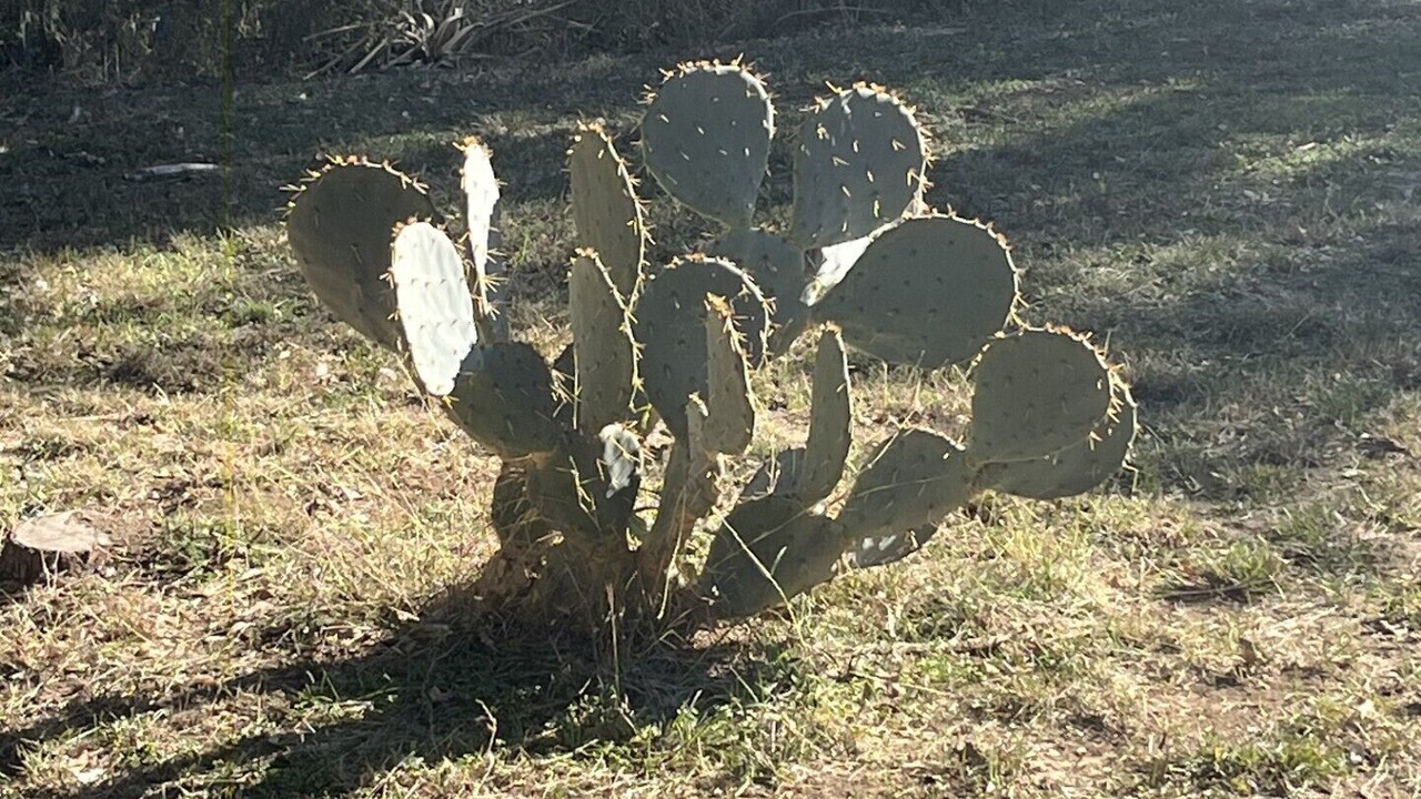 Photo of Outdoor in San Antonio
