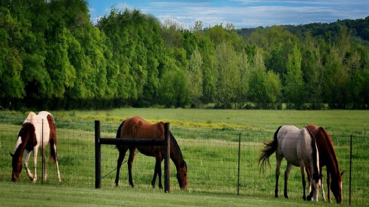 Photo of Others in Mount Juliet