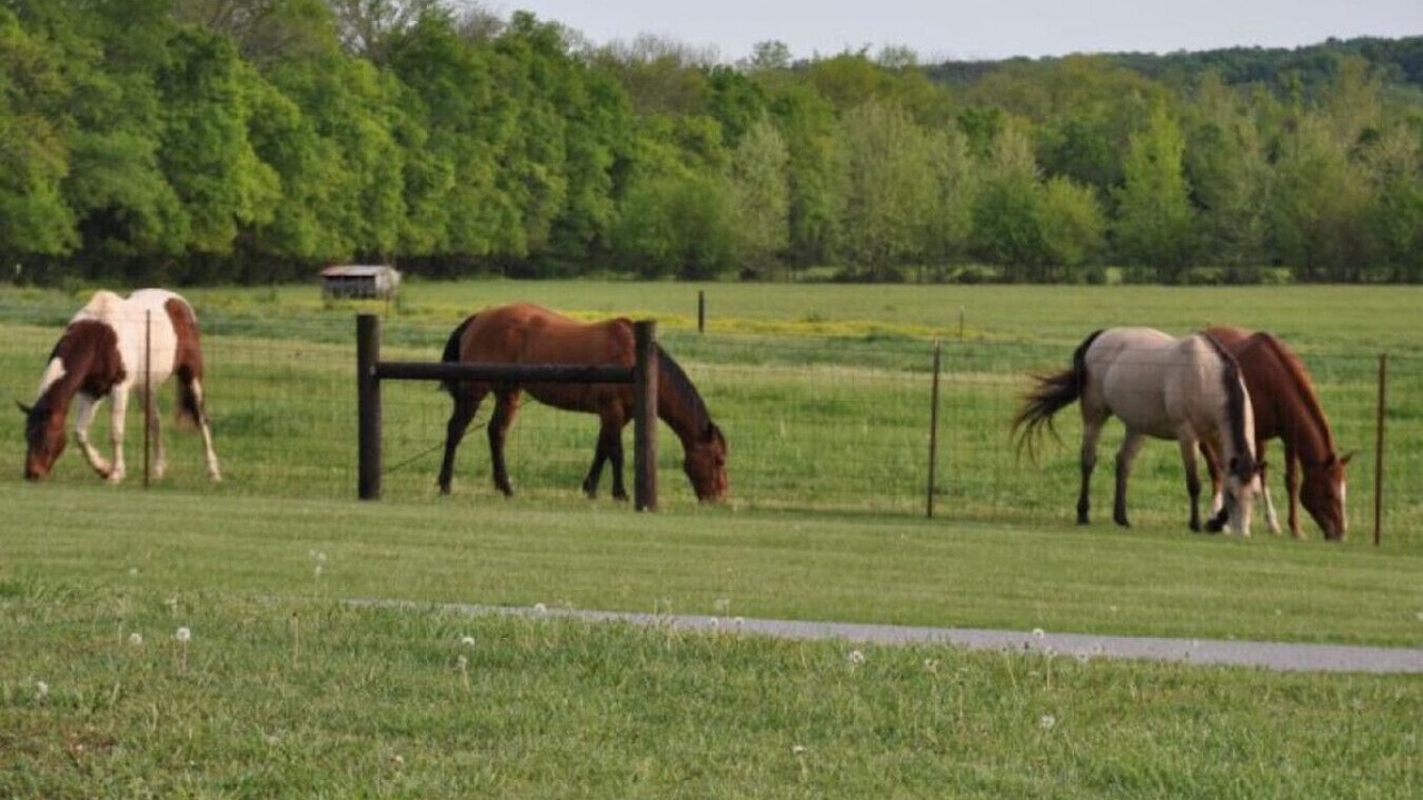 Photo of Others in Mount Juliet