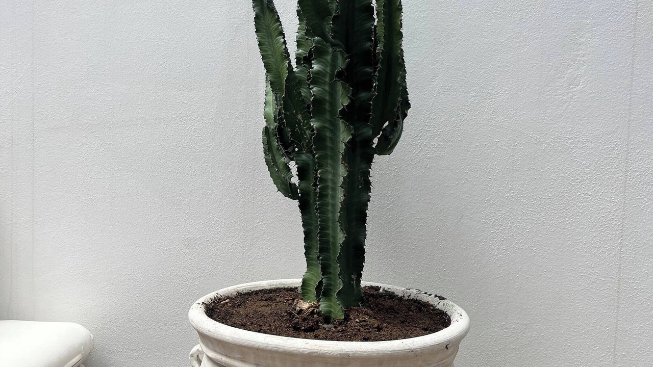 Photo of Others in El Born