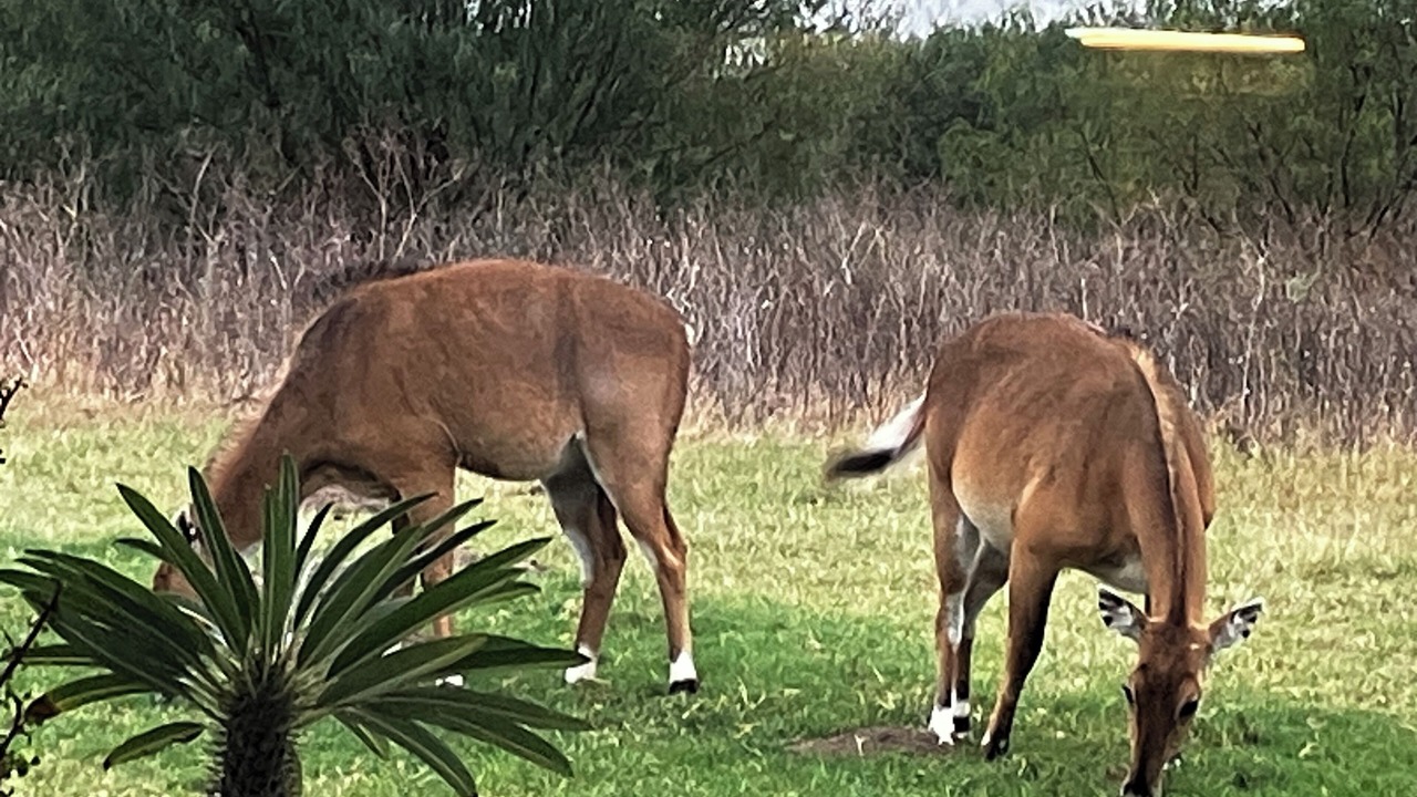 Photo of Others in Riviera
