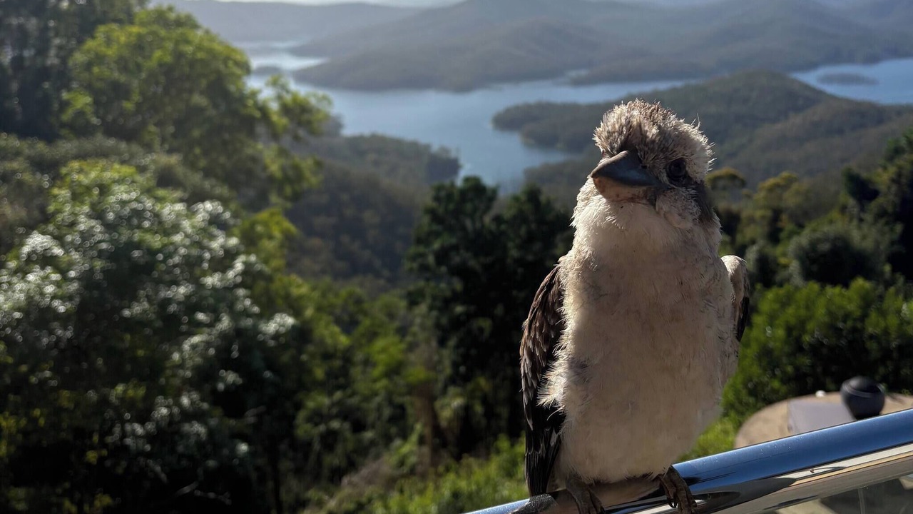 Photo of Others in Lower Beechmont