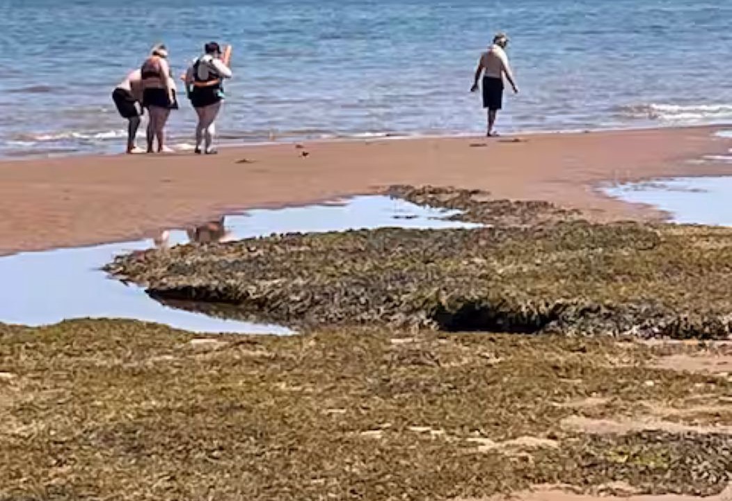 Photo of Others in Cape Tormentine