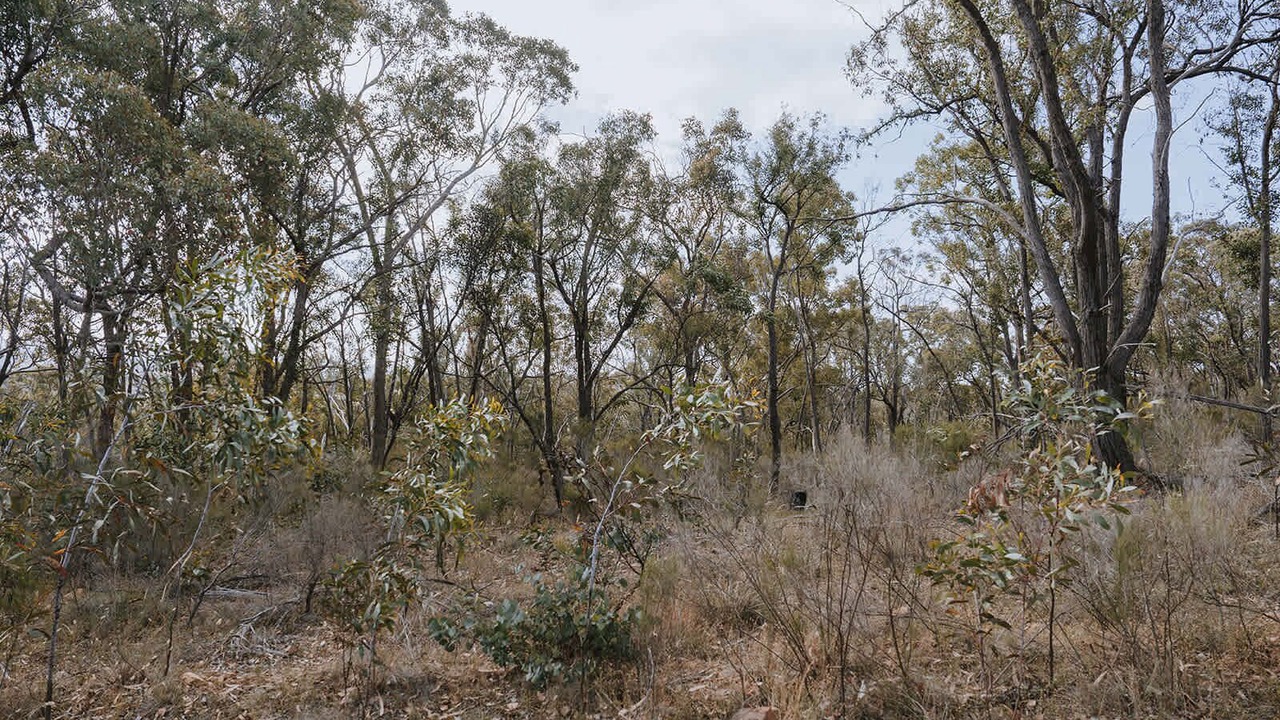 Photo of Others in Tallarook