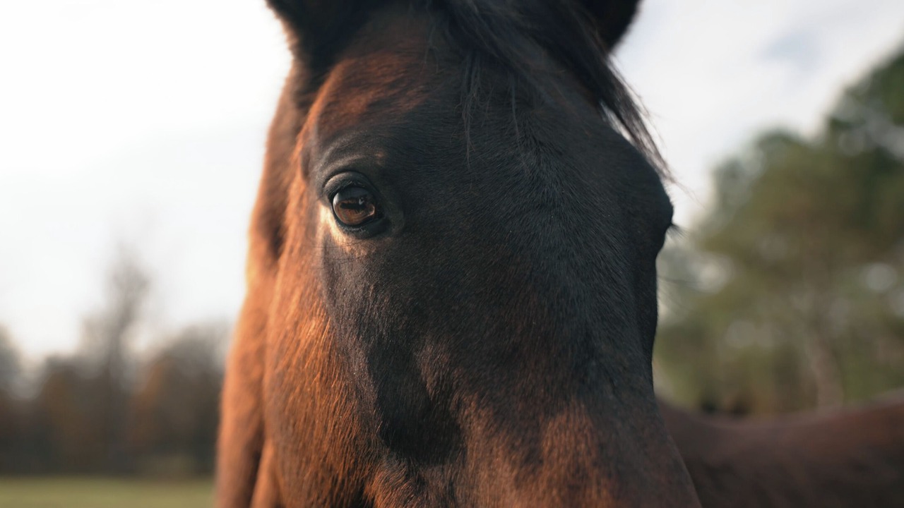 Photo of Others in Neuvy-en-Sullias