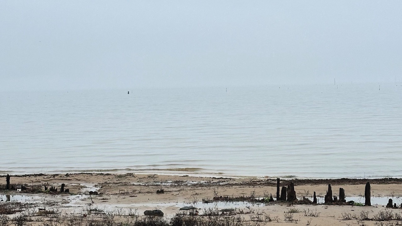 Photo of Others in Pelican