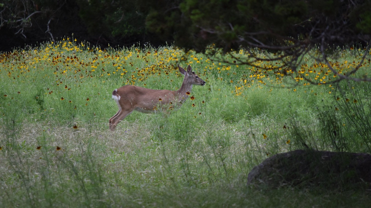 Photo of Others in Spring Branch