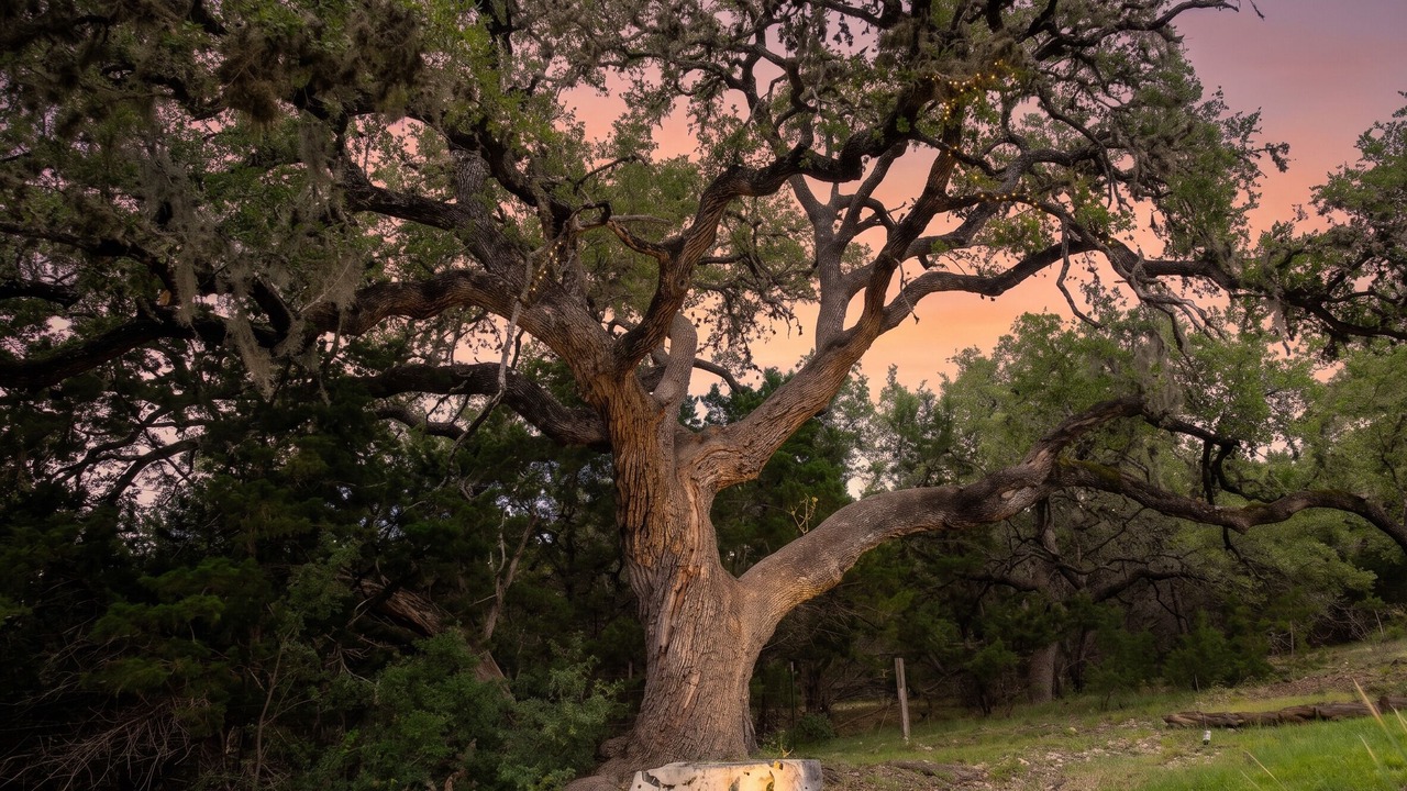 Photo of Others in Spring Branch