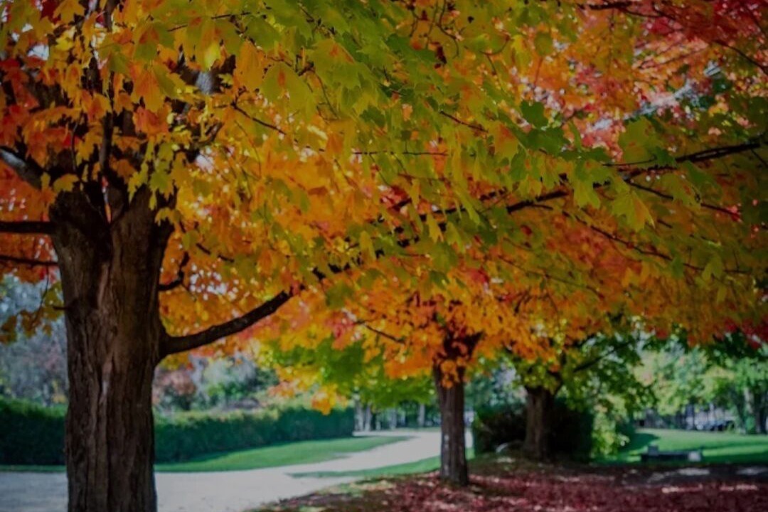 Photo of Outdoor in Georgina