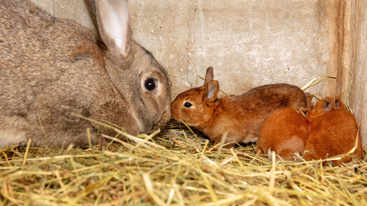 Photo of Others in Fere-en-Tardenois