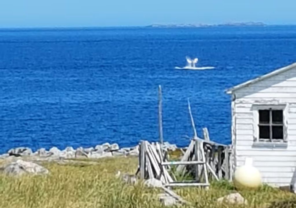Photo of Others in Joe Batt's Arm