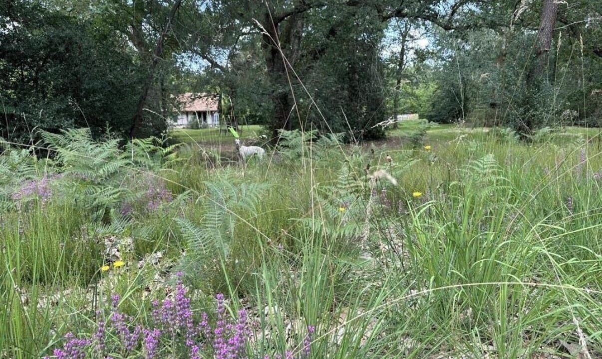 Photo of Outdoor in Sabres