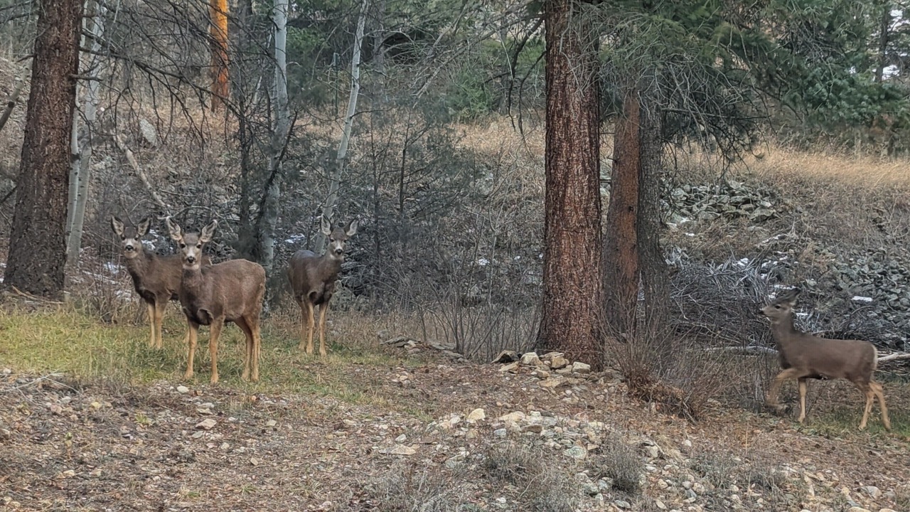 Photo of Others in Idaho Springs