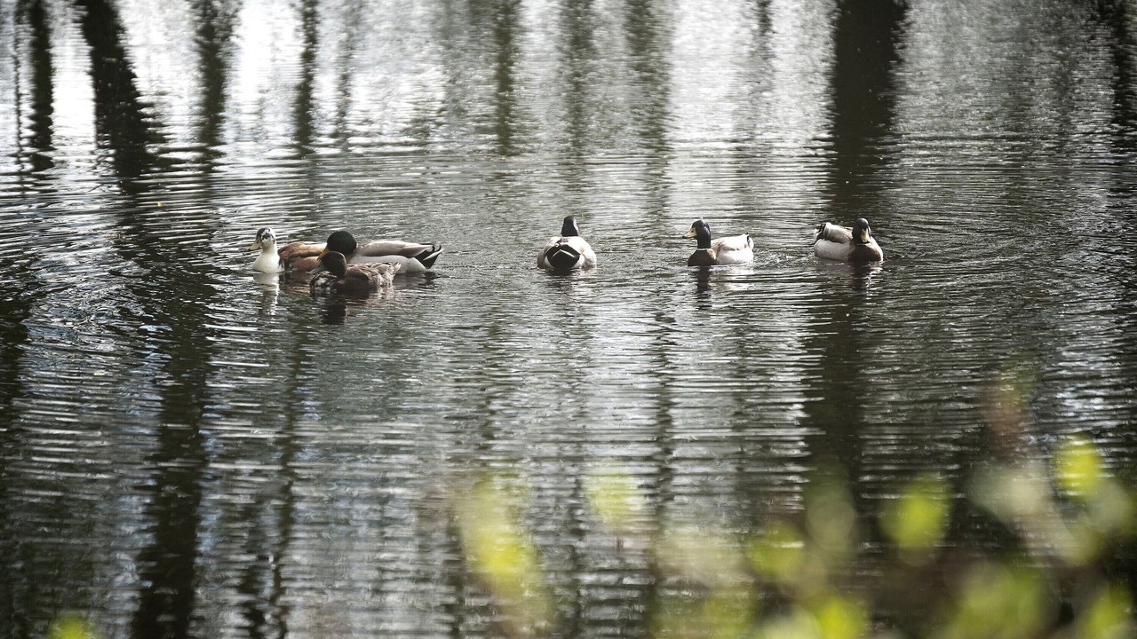 Photo of Others in Roz-sur-Couesnon