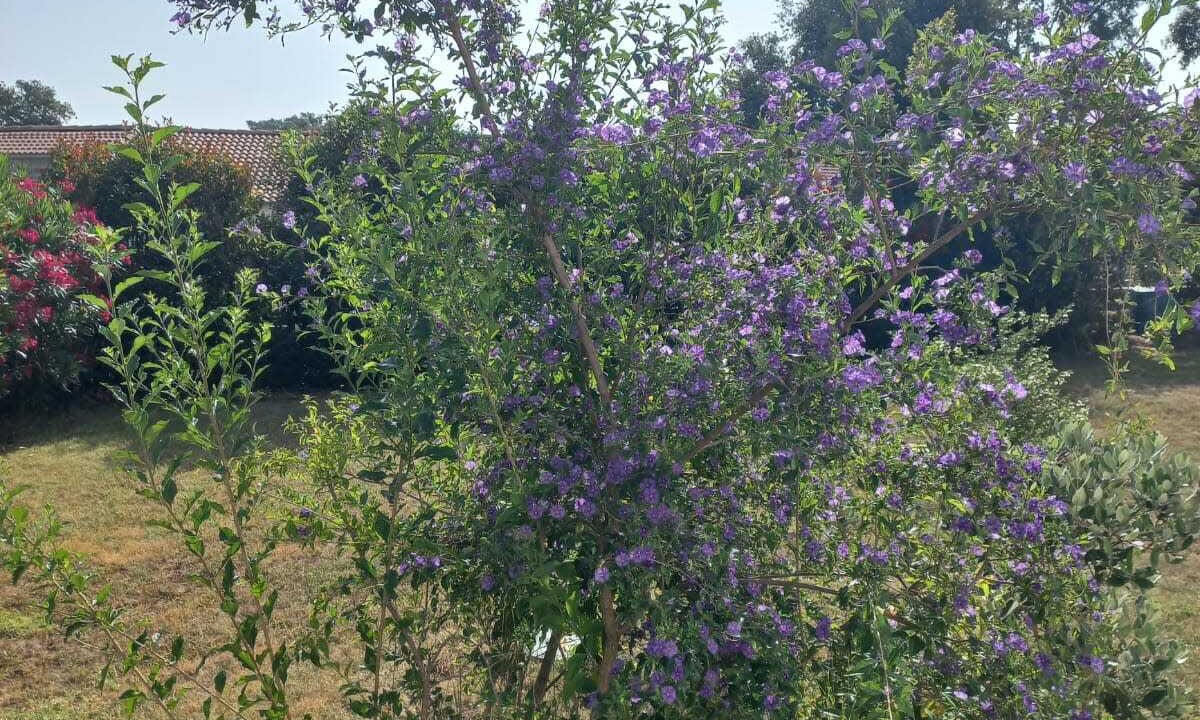 Photo of Outdoor in Santa-Maria-Poggio