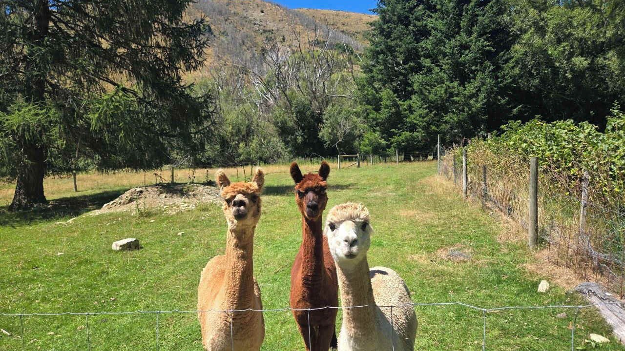 Photo of Others in Burkes Pass