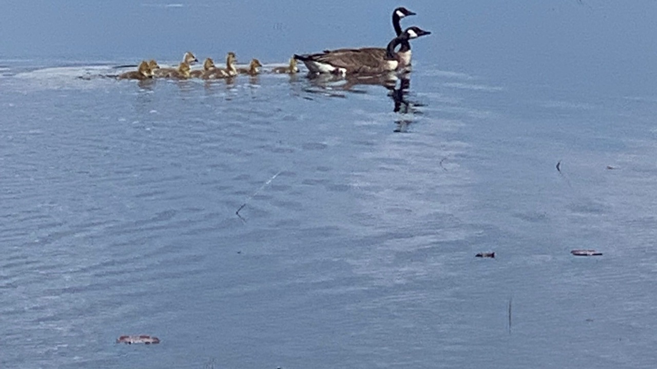 Photo of Others in Rideau Lakes