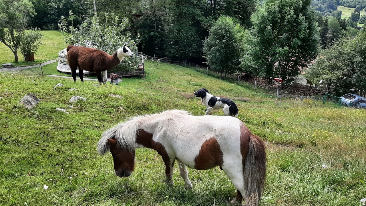 Photo of Others in Ferdrupt