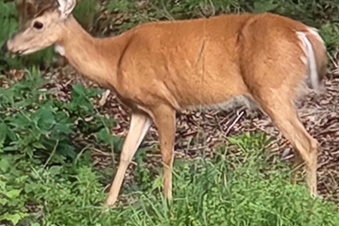 Photo of Others in Pemaquid Beach