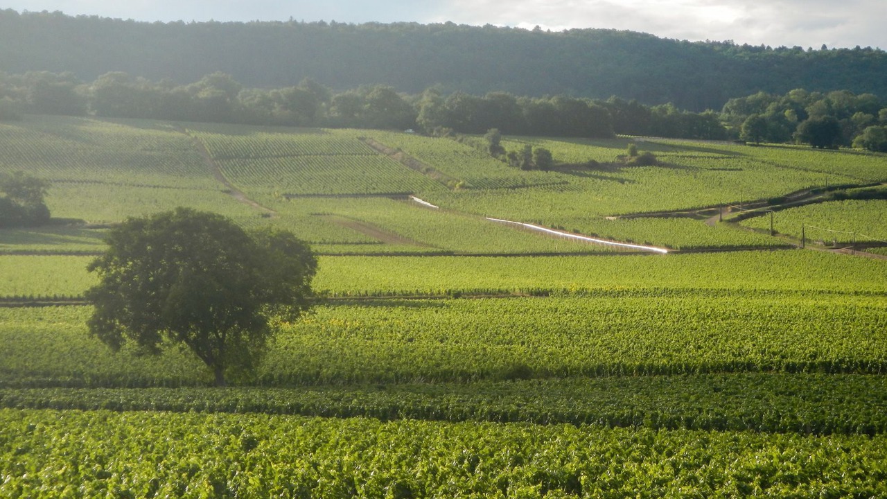 Photo of Others in Puligny-Montrachet