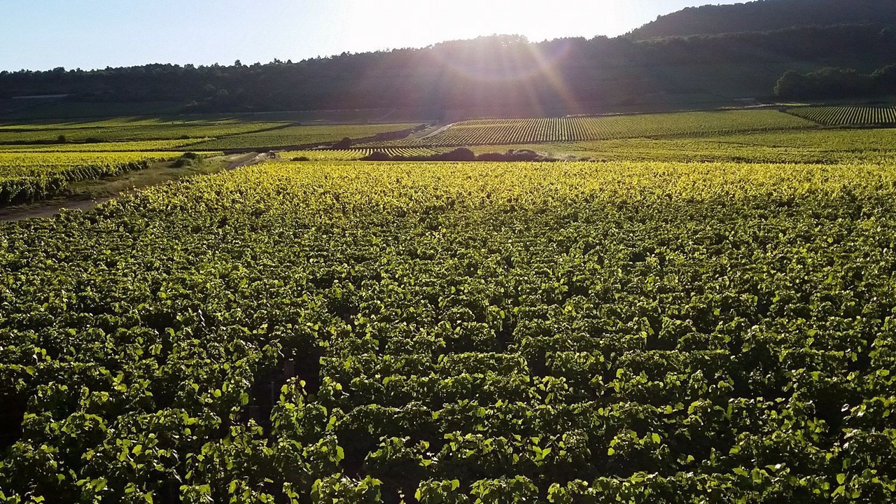 Photo of Others in Puligny-Montrachet