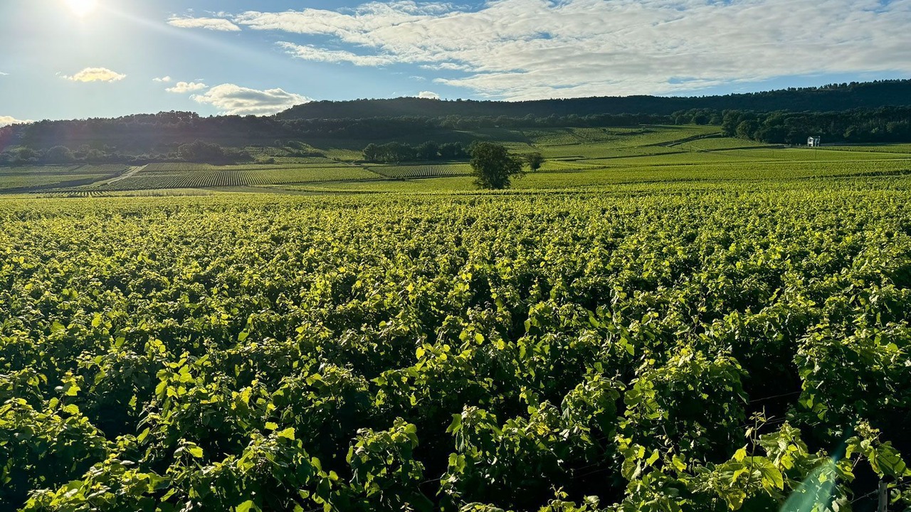 Photo of Others in Puligny-Montrachet