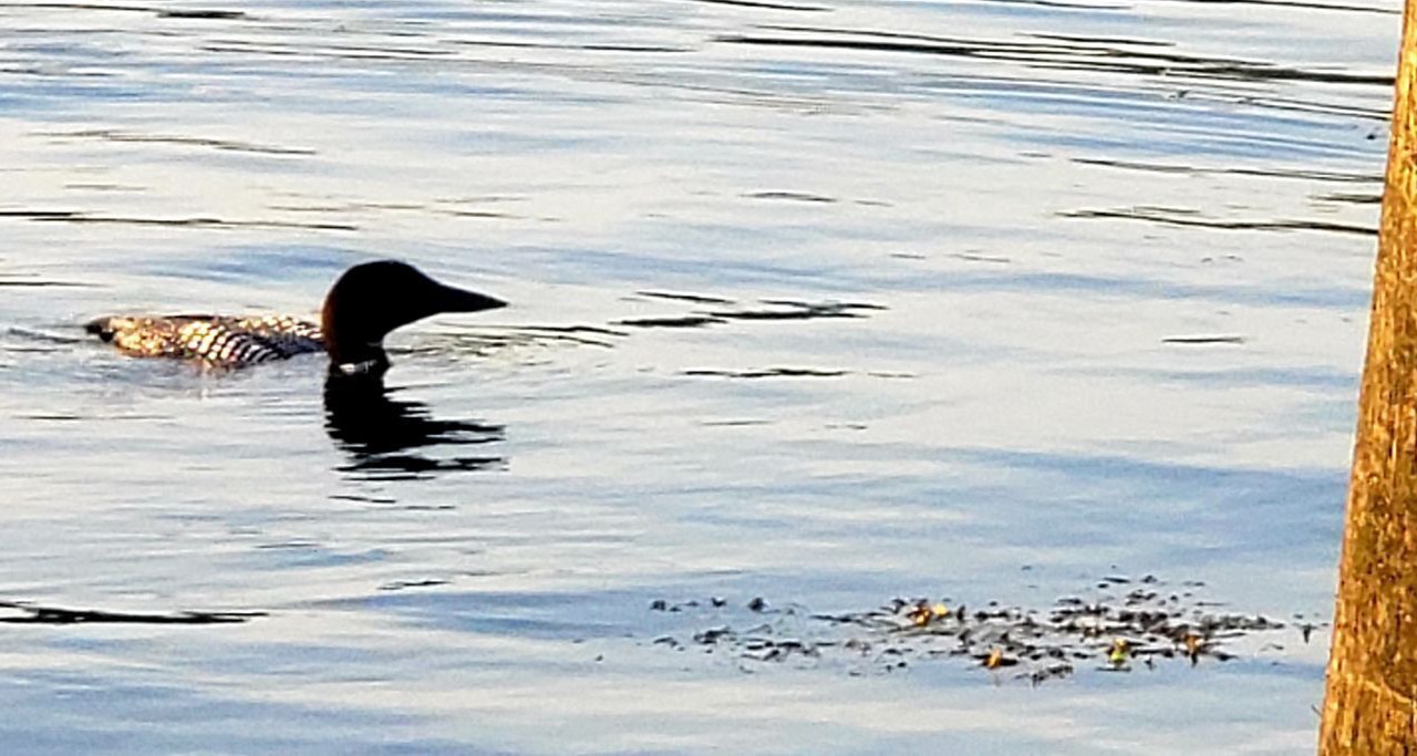 Photo of Others in Belfast