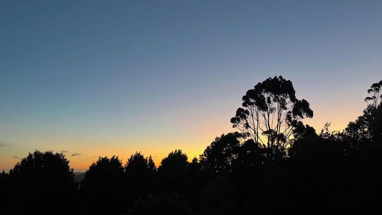 Photo of Others in Beech Forest