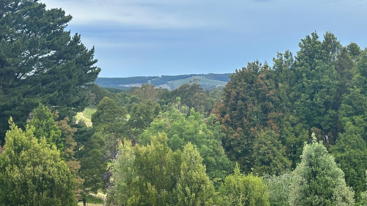 Photo of Others in Beech Forest