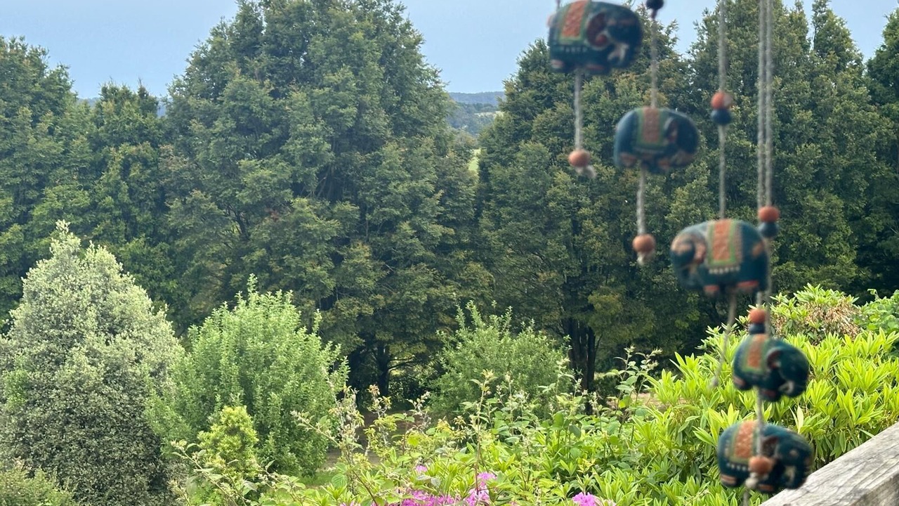 Photo of Outdoor in Beech Forest