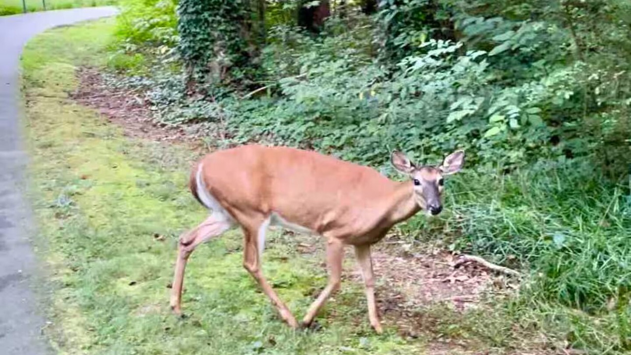 Photo of Others in Cary