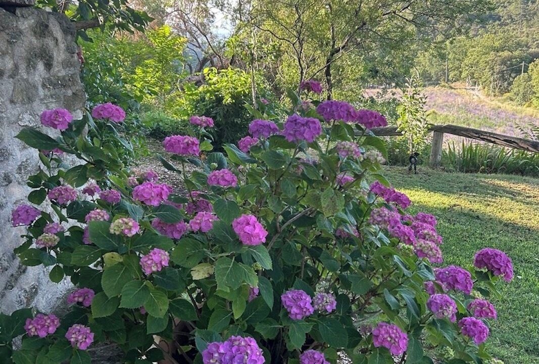 Photo of Outdoor in Cucuron