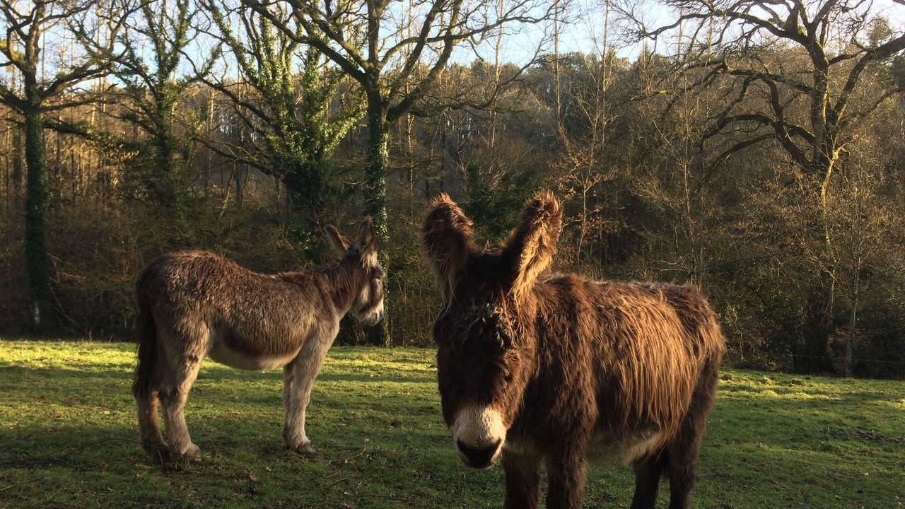 Photo of Others in Rochefort-en-Terre
