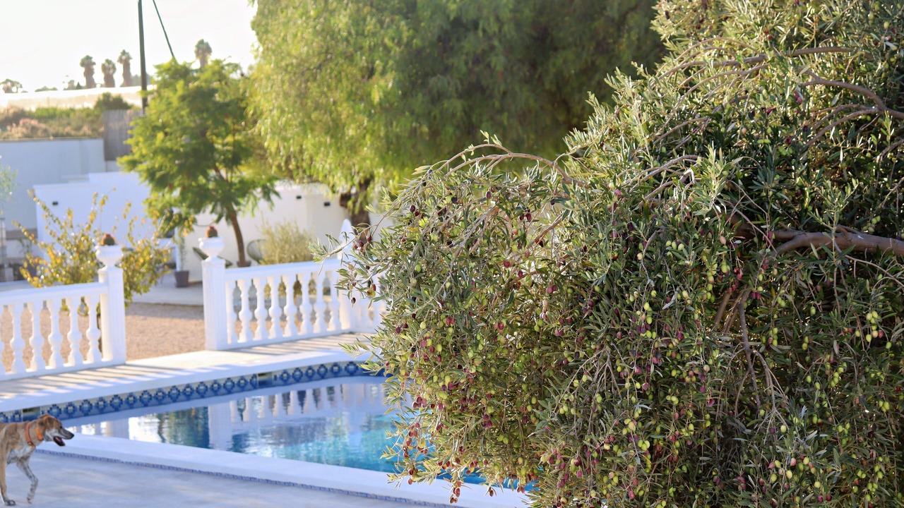 Photo of Outdoor in Crevillente