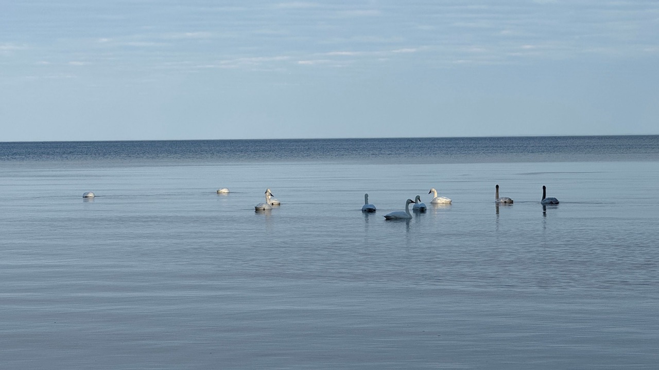 Photo of Others in Port Republic