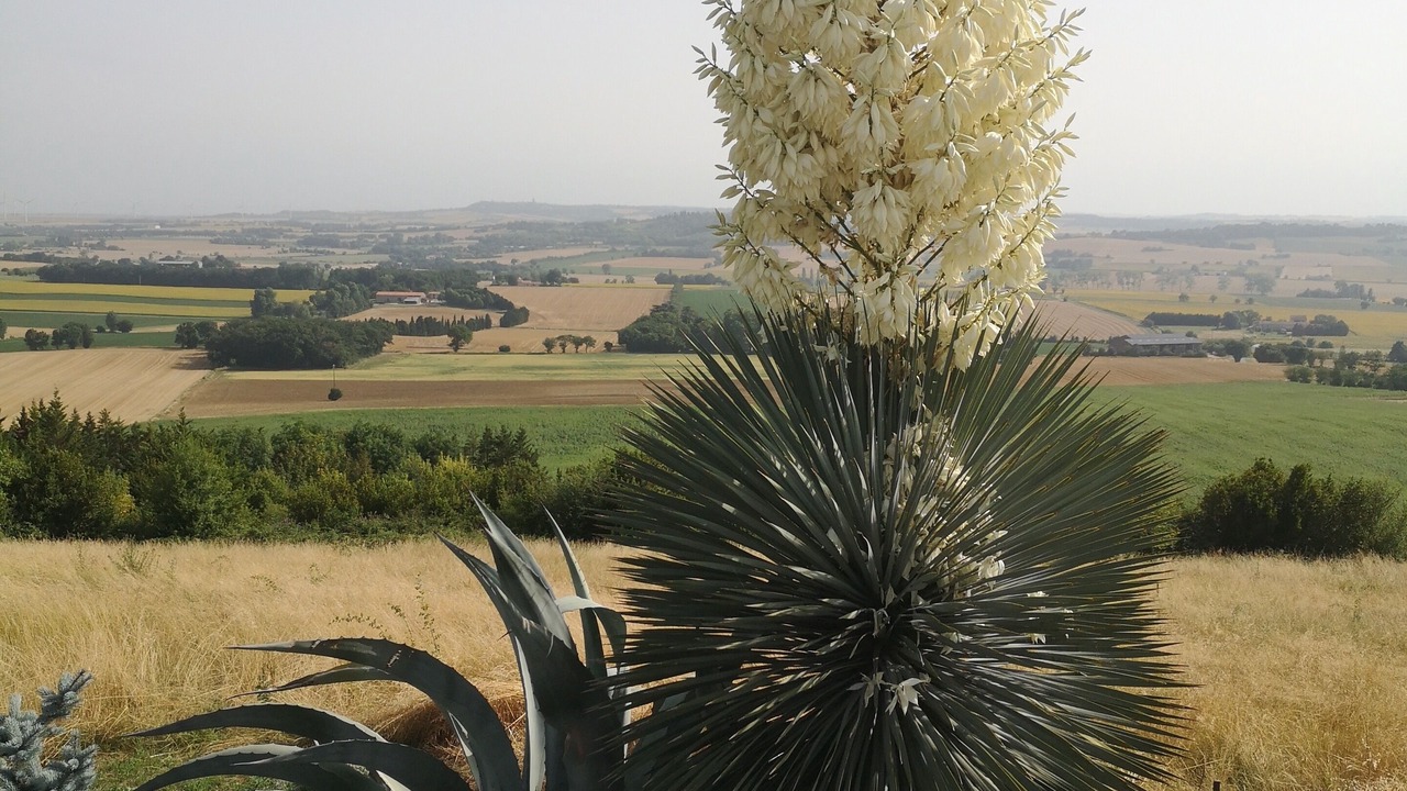 Photo of Others in Puechoursi