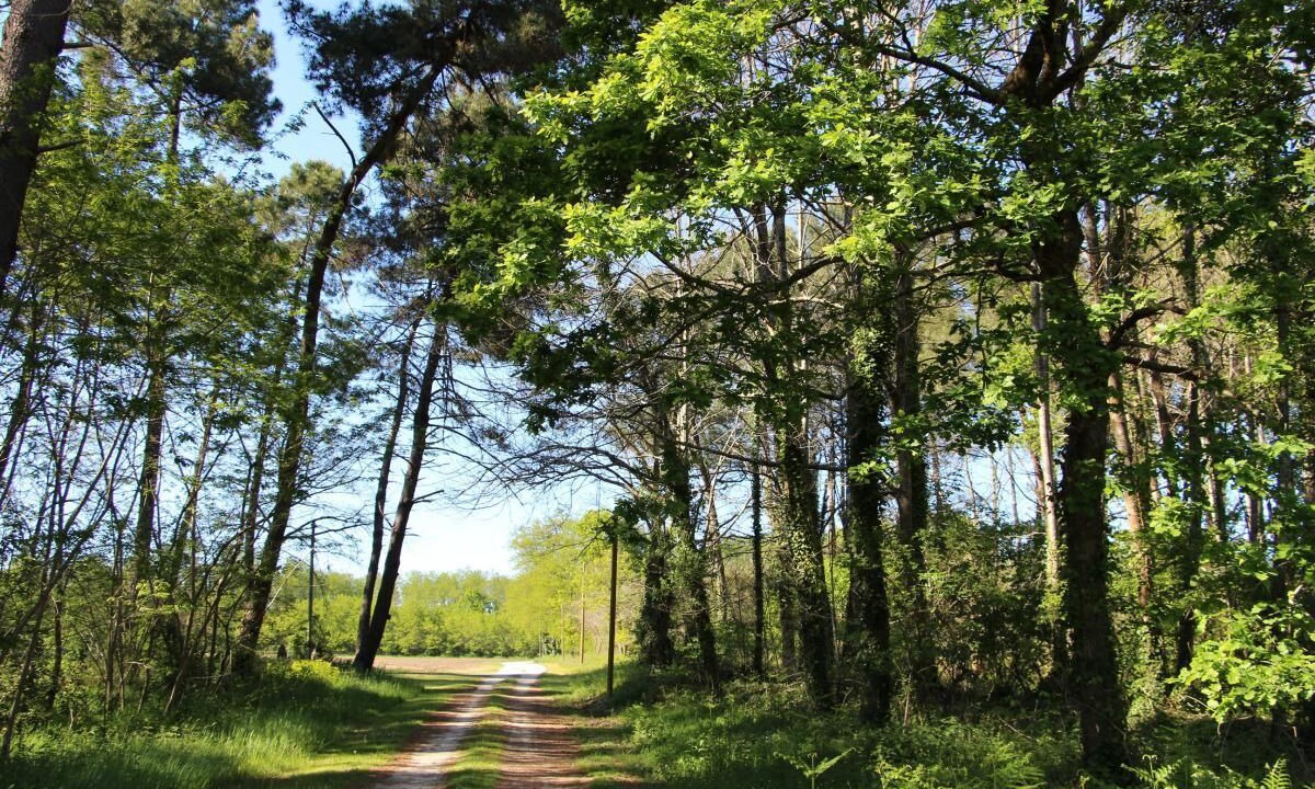 Photo of Others in Saint-Julien-dArmagnac