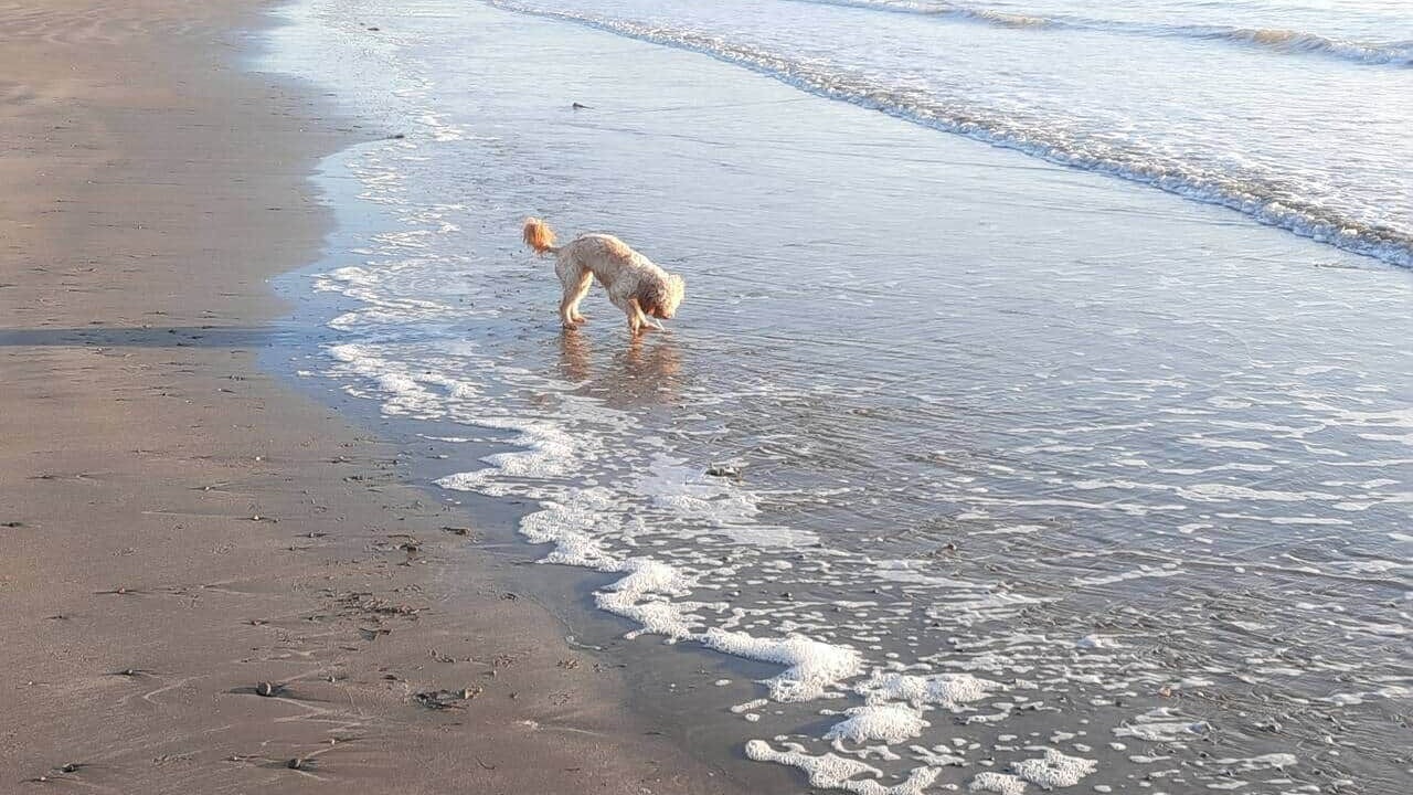 Photo of Others in Dinas Dinlle