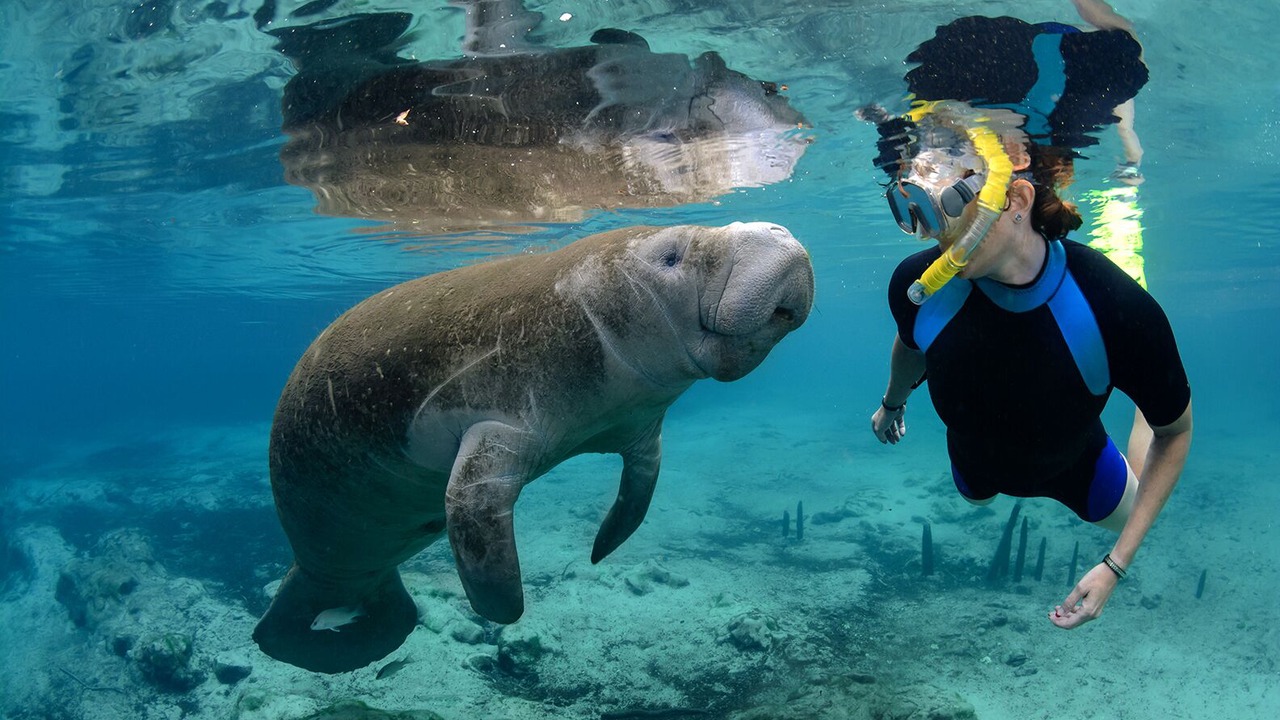 Photo of Others in Crystal River